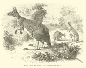 Cangurus em casa, uma cena australiana de English School