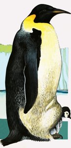 Rei pinguim de English School