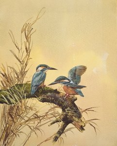 Martim-pescadores, c.1890 (wc no papel) de English School