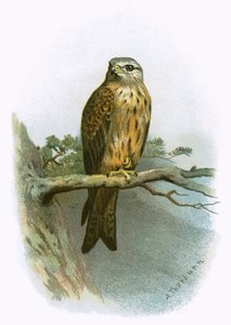 Pipa