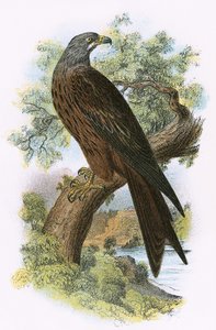 Pipa