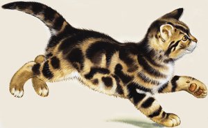 Gatinho de English School