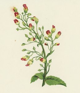 Figueira-da-índia, Scrophularia Nodosa (litografia a cores) de English School