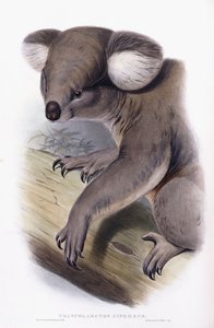 Coala - Phascolarctos cinereus, 1845-1863 de English School