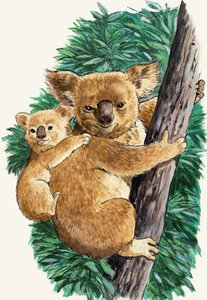 Coala e bebê de English School