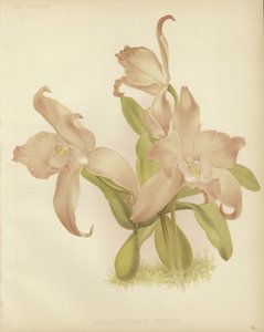 Cattleya Feira de Outono de English School