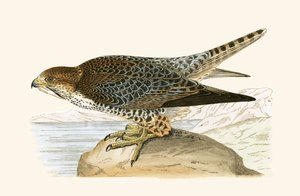 Lanner Falcon, ilustração de "Uma História das Aves da Europa Não Observadas nas Ilhas Britânicas", de Charles Robert Bree (1811-1886), publicada em 1867.