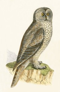 Lap Owl, ilustração de "Uma História das Aves da Europa Não Observadas nas Ilhas Britânicas", de Charles Robert Bree (1811-1886), publicado em 1867 de English School