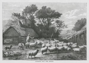 Conduzir as ovelhas (gravura) de English School