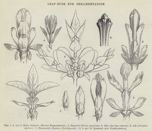 Leaf-Buds for Ornamentation (gravura) de English School