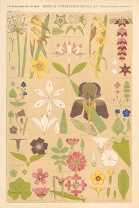 Folhas e flores da natureza de English School