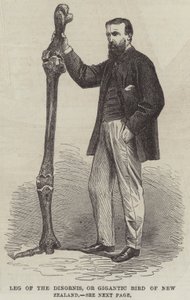 Perna do Dinornis, ou Pássaro Gigante da Nova Zelândia (gravura) de English School
