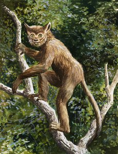 Lemur de English School