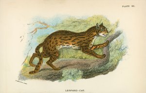 Leopardo-Gato de English School