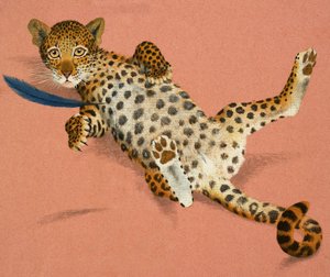 Filhote de leopardo de English School