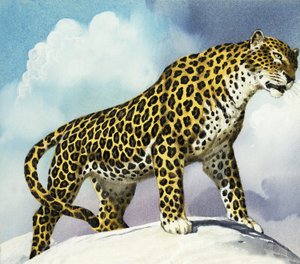 Leopardo na neve de English School