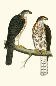 Levant Sparrow Hawk, ilustração de "Uma História das Aves da Europa Não Observadas nas Ilhas Britânicas", de Charles Robert Bree (1811-1886), publicado em 1867 de English School