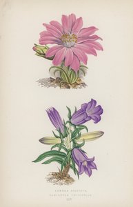 Lewisia Rediviva; Campanula Longifolia (cor litho) de English School