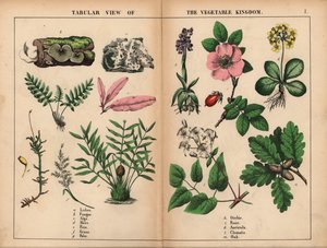 Lichen, fungo, alga, musgo, feto, erva, palma, orquídea, rosa, aurícula, clematis e carvalho, de "The Instructive Picturebook, or Lessons from the Vegetable World," [Charlotte Mary Yonge], Edimburgo de English School