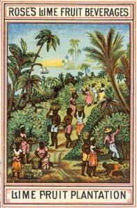 Plantação de frutas de limão de English School