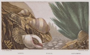 Limpet, Roxo, Slit-Limpet (cor litho) de English School