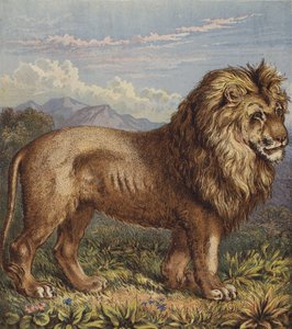 Leão (cor litho) de English School