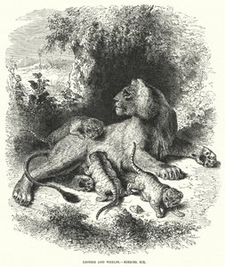 Lioness e Whelps, Ezequiel XIX (gravura) de English School