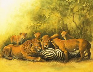 Leões alimentando-se de uma carcaça de zebra