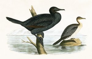 Pequeno Cormorão, ilustração de "Uma História das Aves da Europa Não Observadas nas Ilhas Britânicas", de Charles Robert Bree (1811-1886), publicado em 1867 de English School