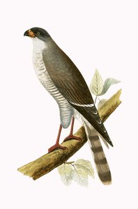Pequeno Falcão Vermelho, ilustração de "Uma História das Aves da Europa Não Observadas nas Ilhas Britânicas", de Charles Robert Bree (1811-1886), publicado em 1867