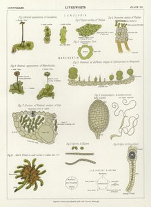Liverworts de English School