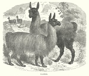 Chamas (gravura) de English School