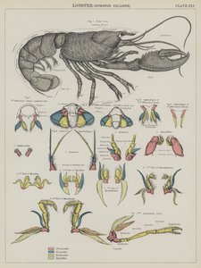Lagosta, Homarus Vulgaris (litografia a cores) de English School
