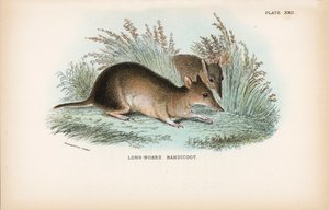 Bandicoot longo-cheirado de English School