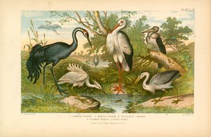 Aves de patas compridas (litografia a cores) de English School