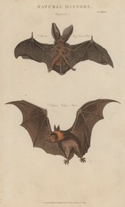 Morcego de orelhas longas e morcego vampiro (gravação colorida) de English School