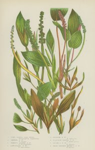 Erva daninha de Lago com folhas longas, Erva daninha de Lago Brilhante, Erva de Lago Vária, Erva de Lago Lanceolate (cor litho) de English School