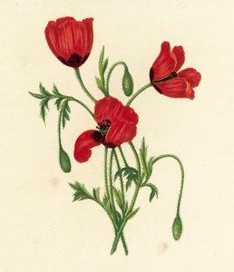 Papoila de cabeça espinhosa, Papaver argemone (litografia a cores) de English School