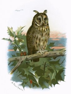Coruja orelhuda