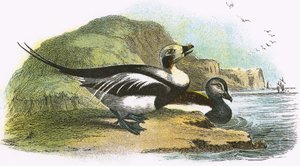 Pato de cauda longa de English School