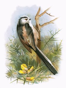 Titmouse de cauda longa
