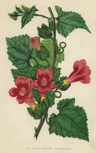 Lophospermum Scandens (cromólito) de English School