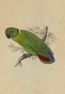 Love Bird (cor litho) de English School