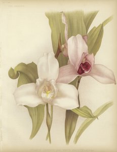 Skinneri Lycaste e variedade branca