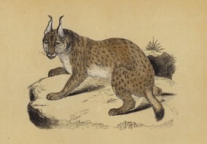 Luchs (cor litho) de English School