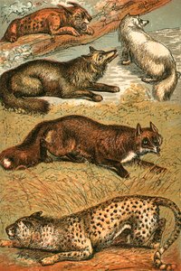 Lynx, Cross Fox, Raposa Ártica, Raposa Comum e Cheetah de English School