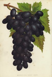 Madresfield Court Grape de English School