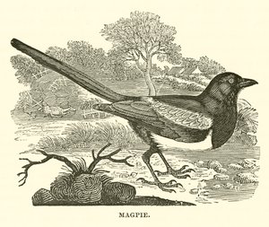 Magpie (gravura) de English School