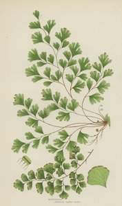 Maidenhair (litografia a cores) de English School