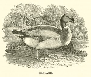 Mallard (gravura) de English School